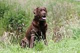 LABRADOR 414